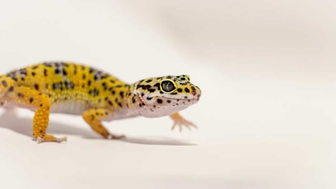 The Stages in a Leopard Gecko's Life Cycle — Wow!
