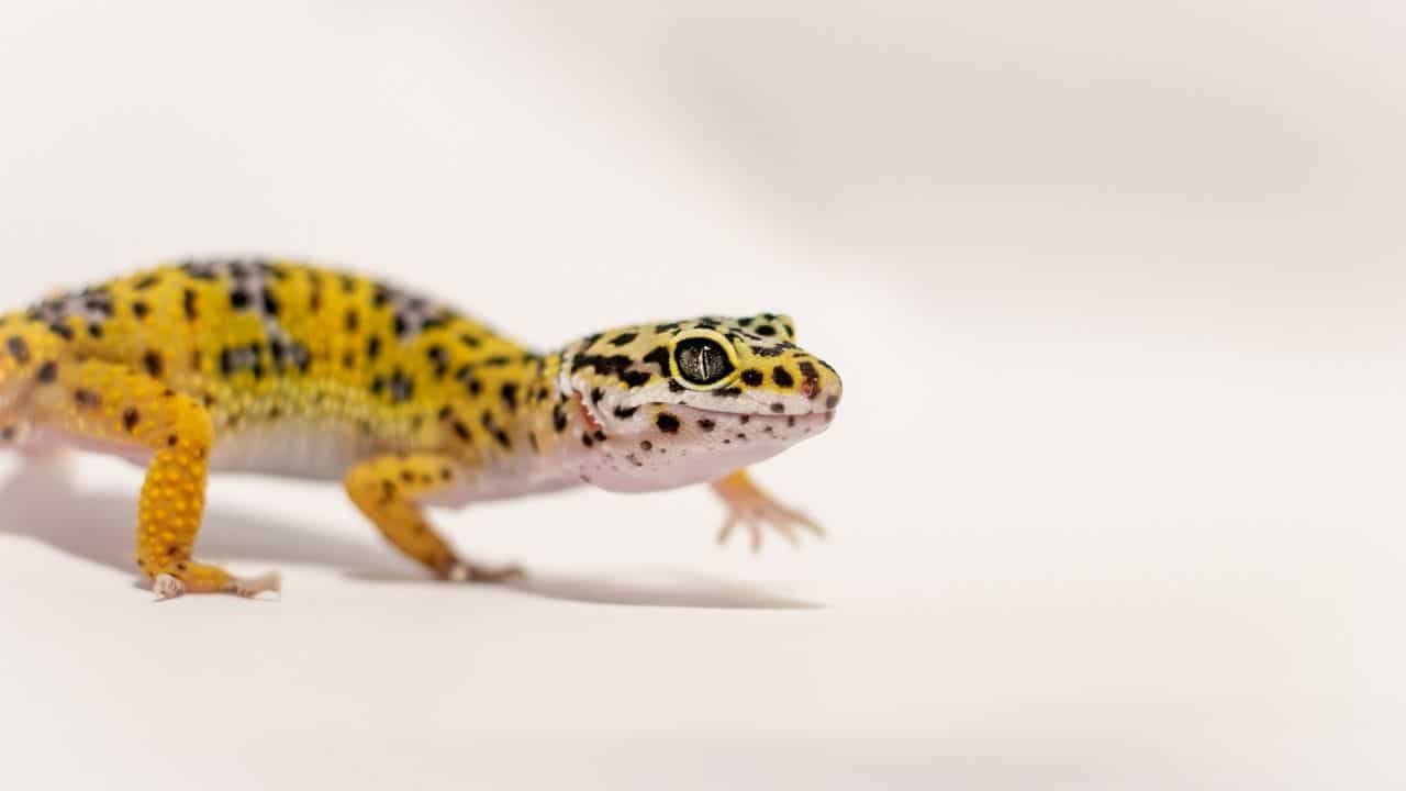 Juvenile Leopard Gecko