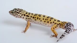 Leopard Geckos Toes Look Blackish Purple — What is Going On