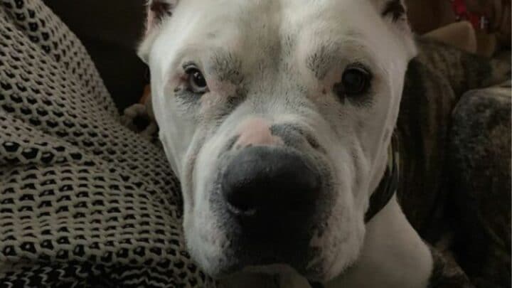 How a Pitbull Bulldog Mix Looks Like — The Bullypit!