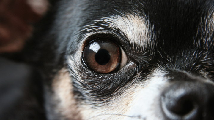 Porphyrins in older dogs are harmless