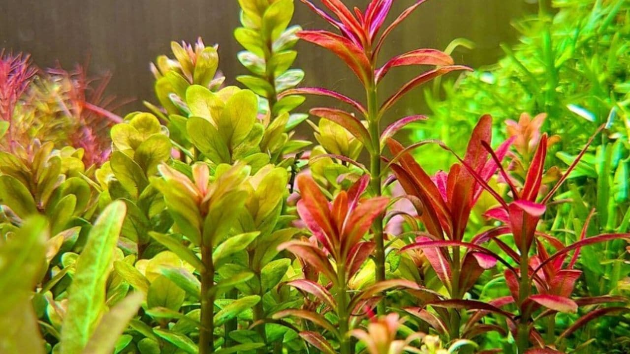 Rotala Indica