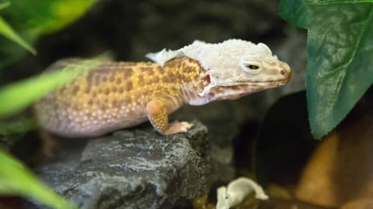The Stages in a Leopard Gecko's Life Cycle — Wow!