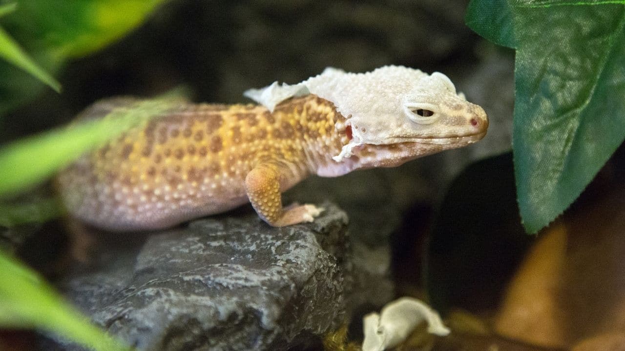 Shedding Leopard Gecko