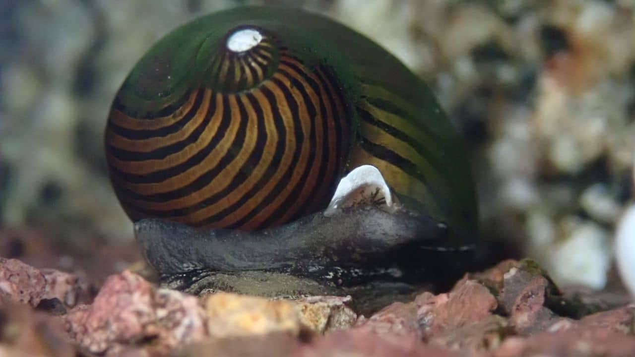 Snails in a 3-gallon tank