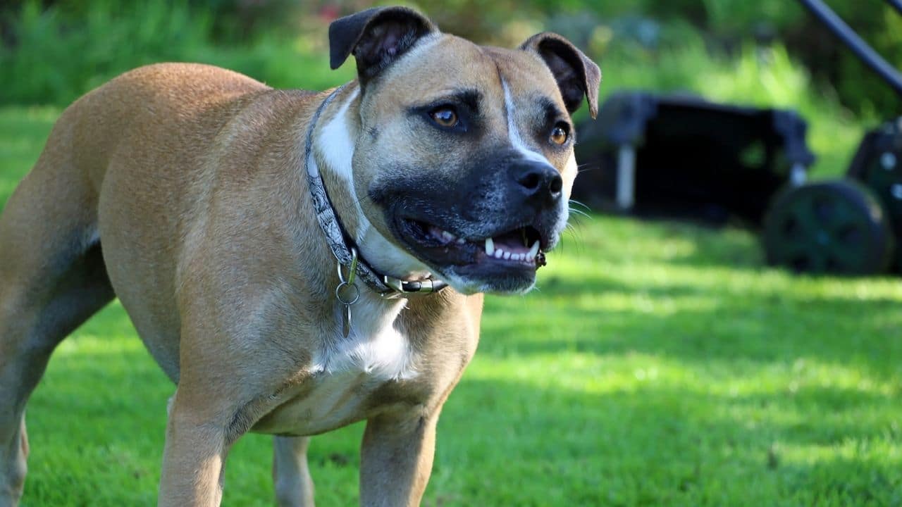 Staffordshire Terrier