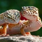 The Stages in a Leopard Gecko's Life Cycle