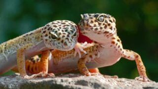 The Stages in a Leopard Gecko's Life Cycle