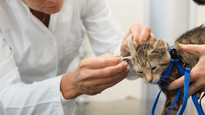 What Cat Ear Mites Look Like – Good to Know!