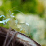 What a Pregnant Ghost Shrimp Looks Like