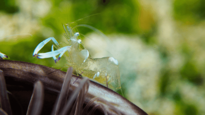 What a Pregnant Ghost Shrimp Looks Like – Fascinating