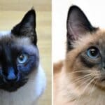 What's the Difference Between Chocolate and Seal Colorpoints (Siamese) Cat
