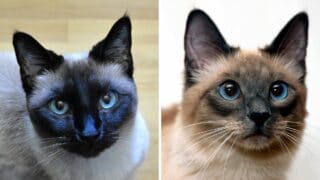 What's the Difference Between Chocolate and Seal Colorpoints (Siamese) Cat