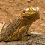 White Fungus on Bearded Dragon — How Does it Look Like, Reasons and Remedies