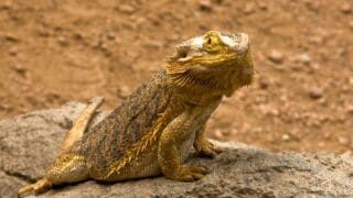 White Fungus on Bearded Dragon — How Does it Look Like, Reasons and Remedies