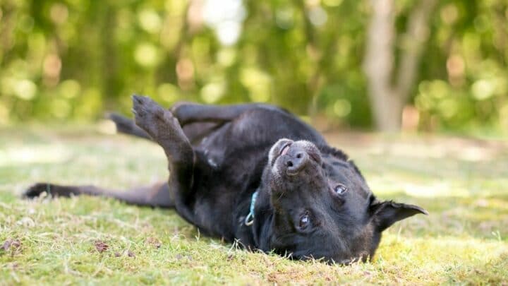 Why Does My Dog Sneeze When He Lays On His Back? 7 Reasons