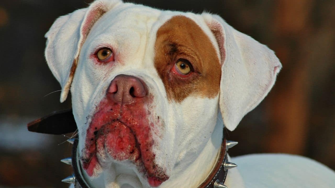 American Bulldog What Does a Pitbull Look Like