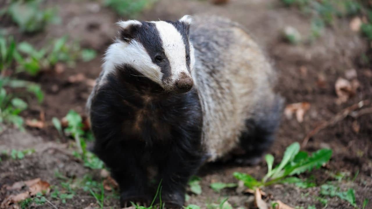 Badgers