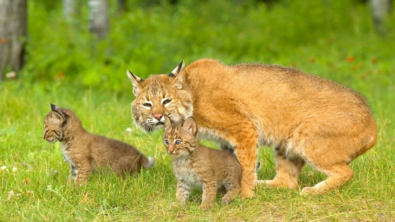 Bobcats