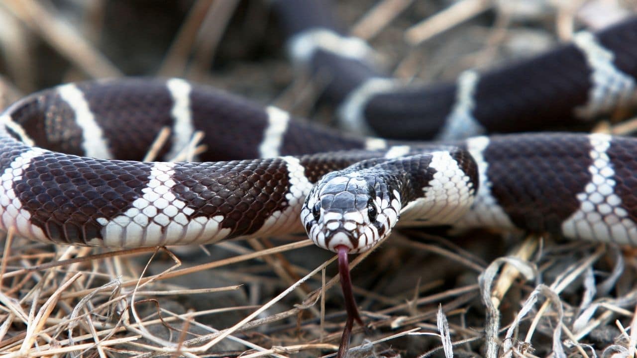 California Kingsnake