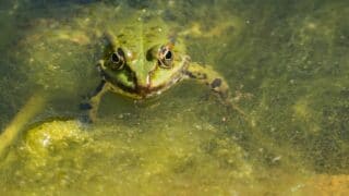 Can Frogs Drown