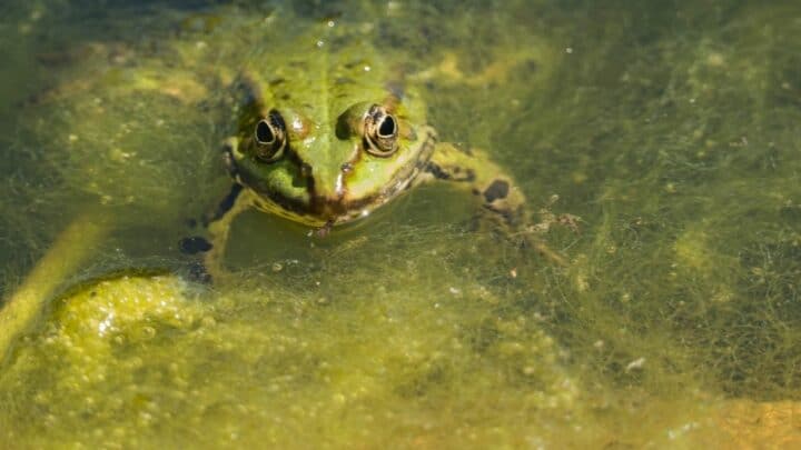 Can Frogs Drown? That is Interesting!