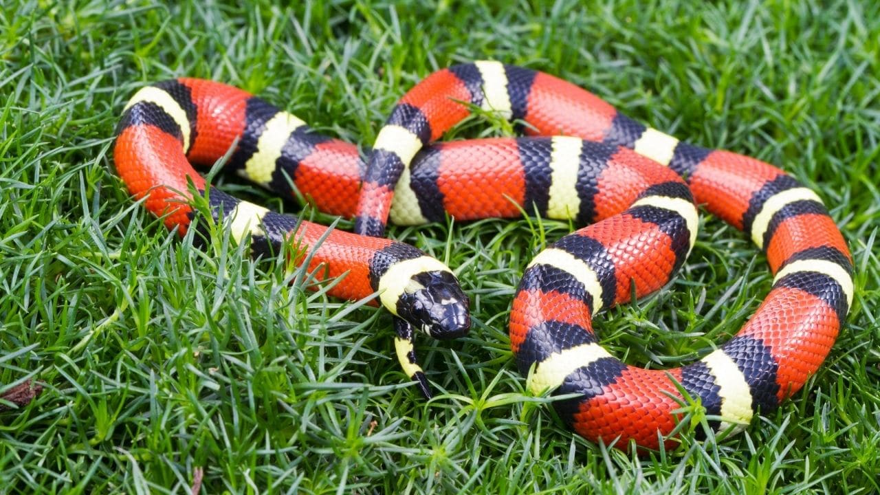 Colubridae Family of Snakes