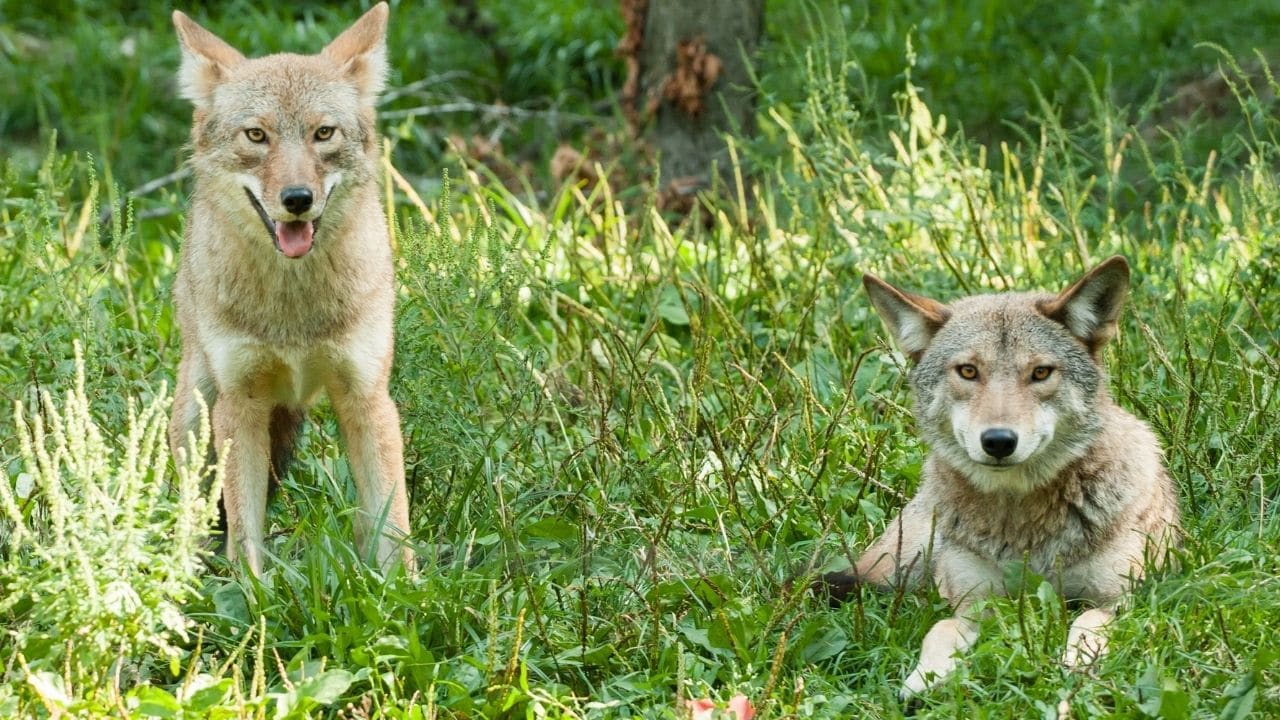 Coyotes