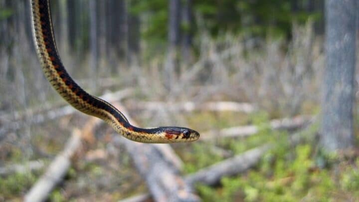 Do Garter Snakes Lay Eggs? Oh, I See!