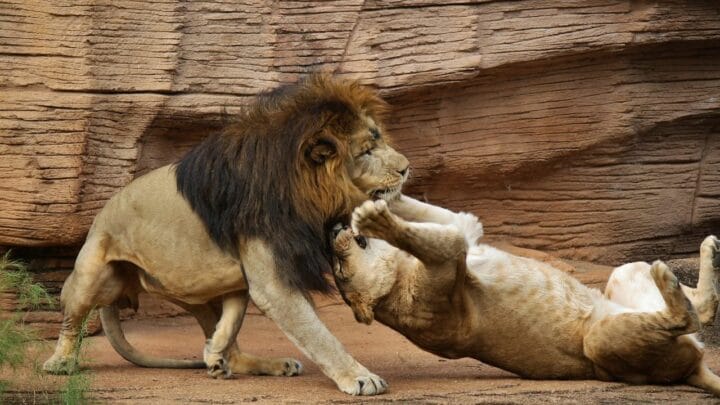 Do Lions Eat Other Lions? Oh, Really?!?