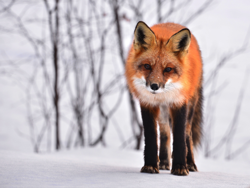 During winter, a fox’s diet mostly consists of small mammals like rabbits, mice, squirrels, and even rats