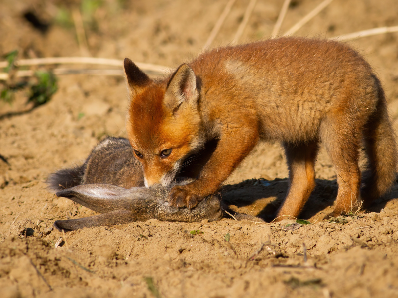 Foxes eat a lot of rodents