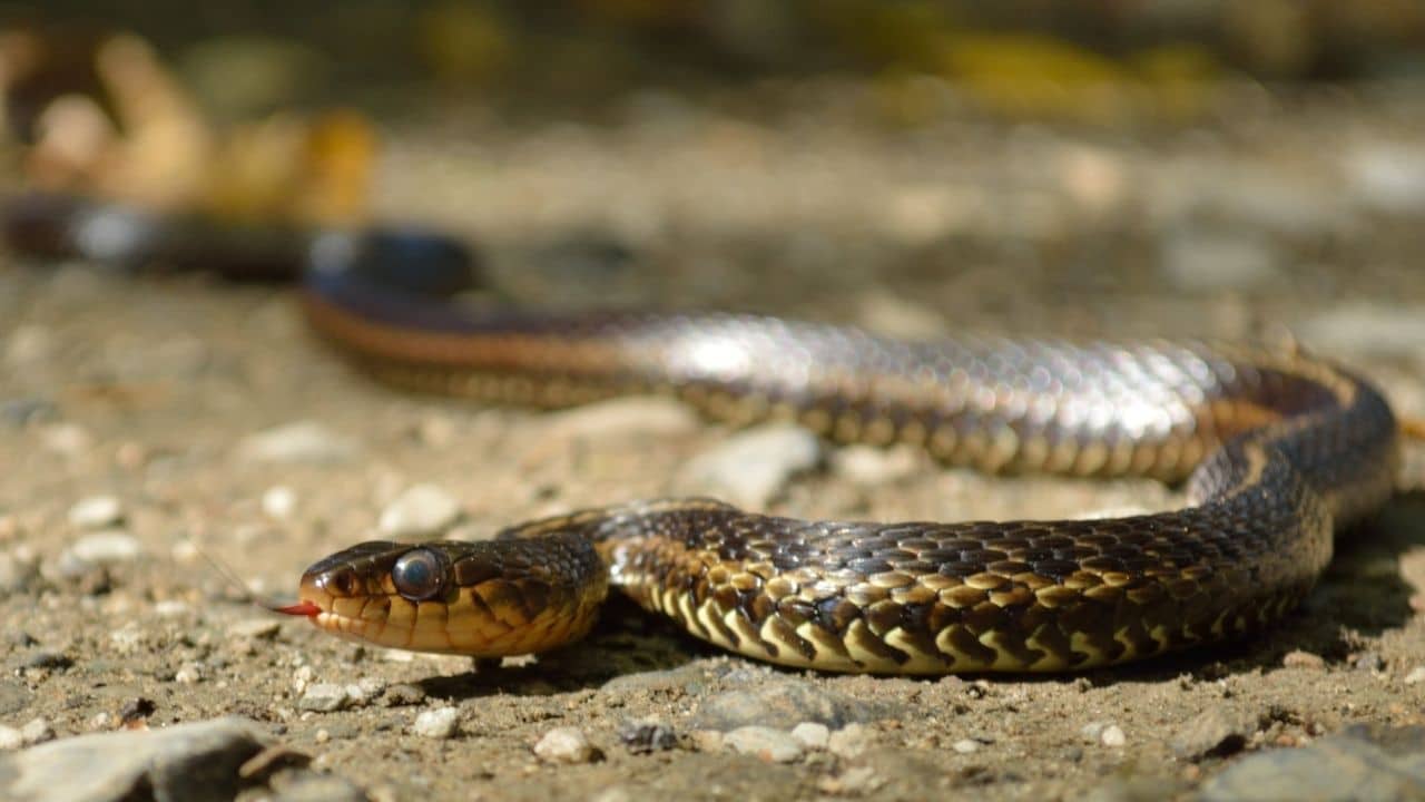 Garter Snakes