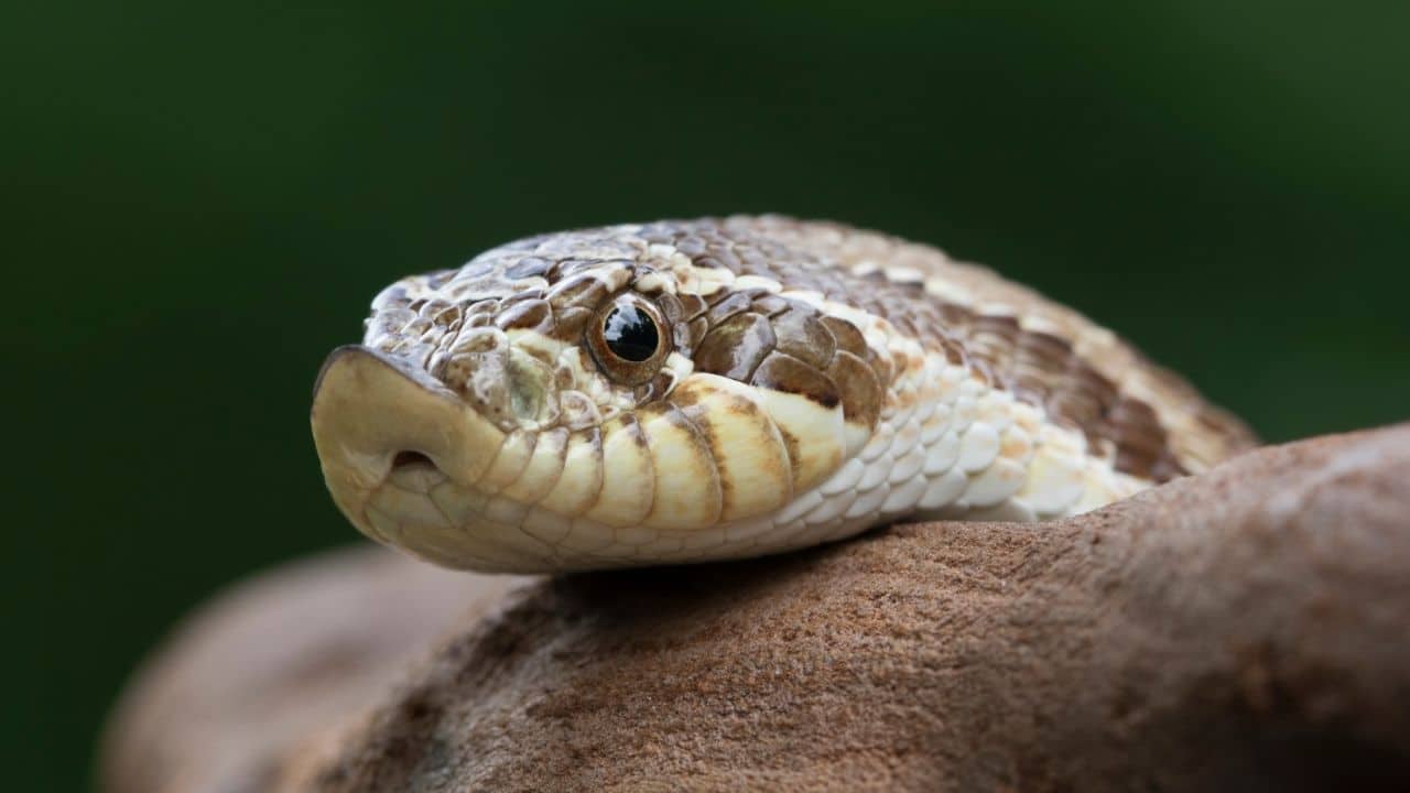 Hognose Snakes