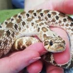 How Big Do Hognose Snakes Get