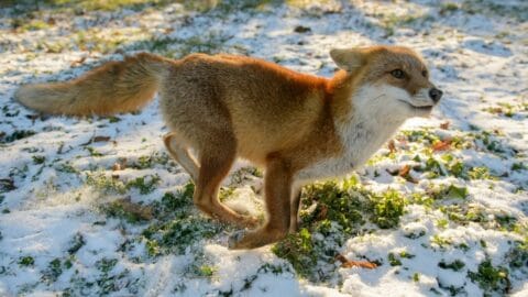 How Fast Foxes Run – Awesome!