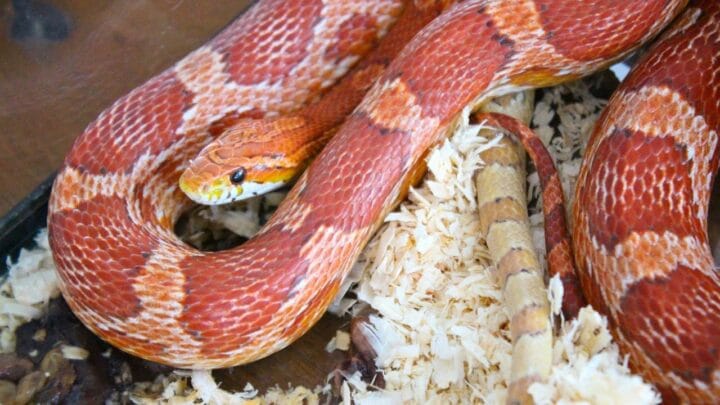How Long Corn Snakes Live – Let’s See!