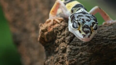 How Long Leopard Geckos Live – Wow, Crazy Long! – animalfoodplanet