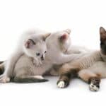 How Long Do Siamese Cats Live
