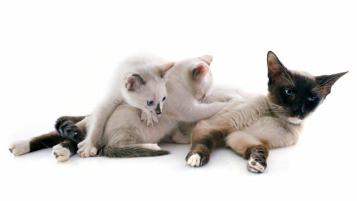 How Long Do Siamese Cats Live – The Answer
