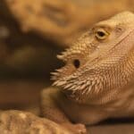 How Many Mealworms to Feed a Baby Bearded Dragon