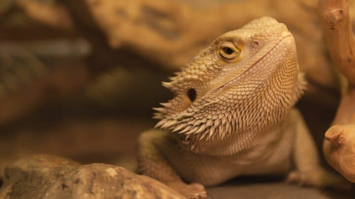How Many Mealworms to Feed a Baby Bearded Dragon? Oh