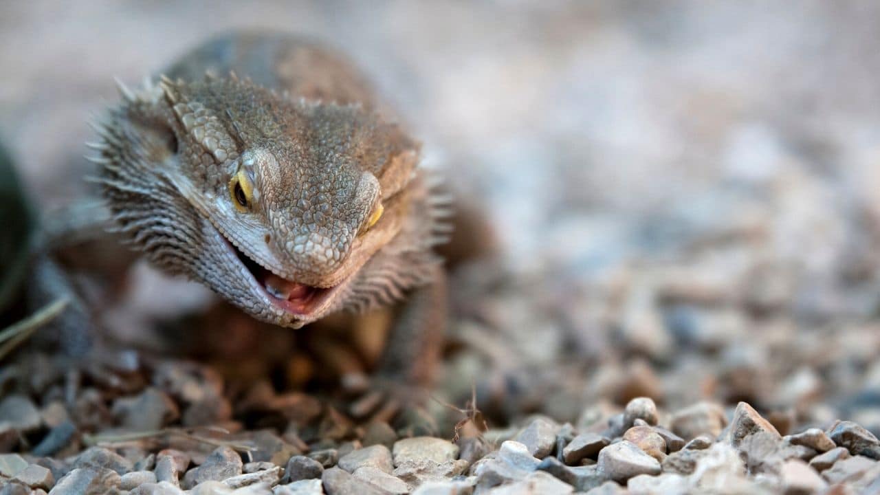 How Many Crickets to Feed a Bearded Dragon — Nice to Know!