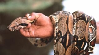 How to Get Rid of Mites on Snakes