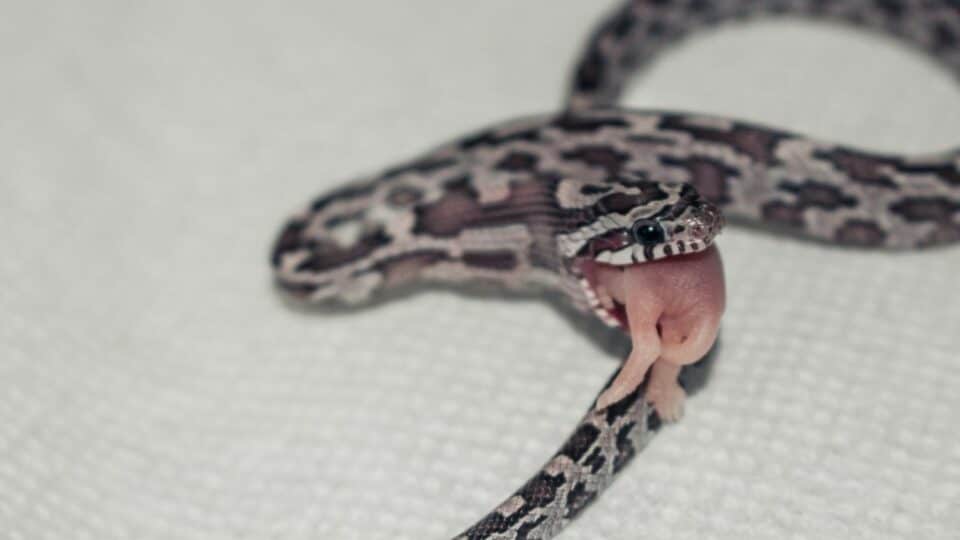 How to Thaw Frozen Mice for Snakes — Best Tips!