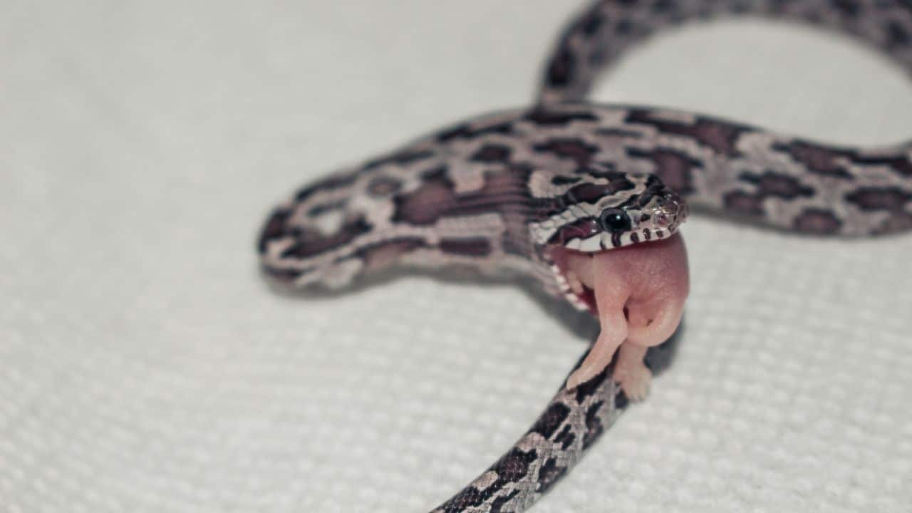 how-to-thaw-frozen-mice-for-snakes-best-tips