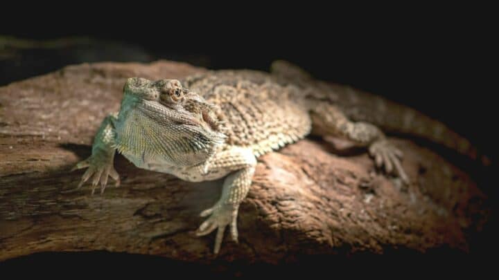 How to Train your Bearded Dragon — Tips You Should Know