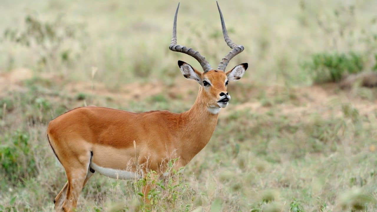 Impala