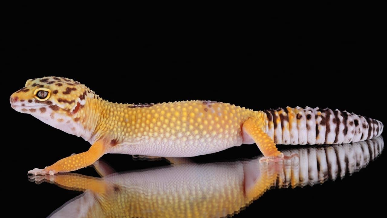 Leopard Gecko Adult Stage