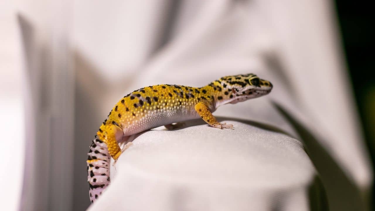 Leopard Gecko Juvenile Stage